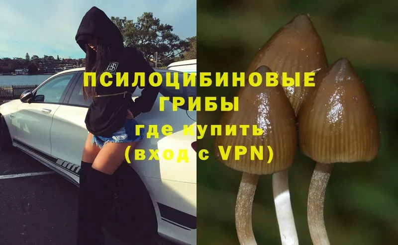 купить  цена  omg tor  Псилоцибиновые грибы Magic Shrooms  Дмитриев 